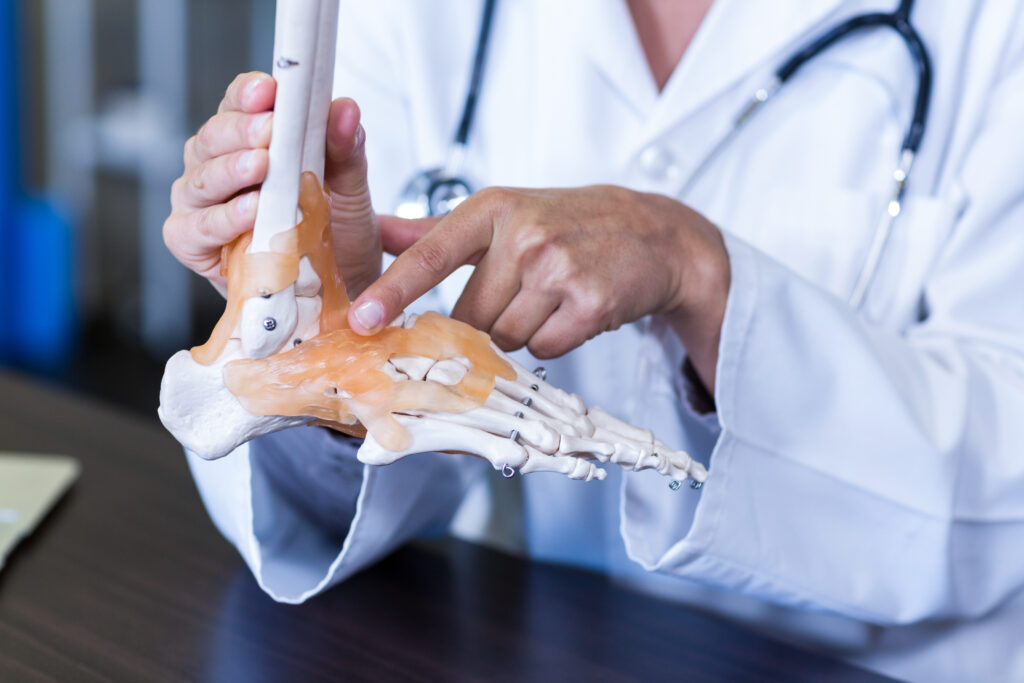Doctor holding a skeleton feet model