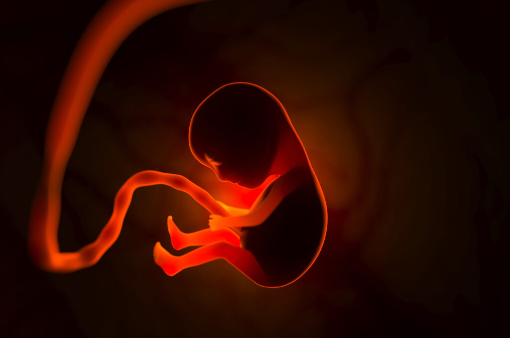 Foetus with umbiical cord in mother's womb illustration